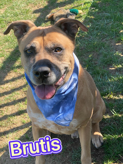 Photo of Brutis