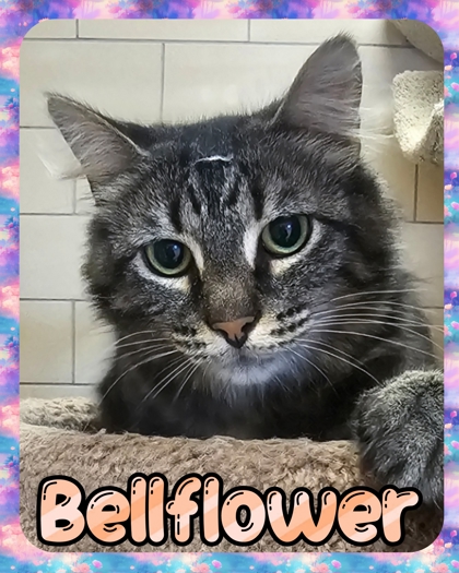 Photo of Bellflower