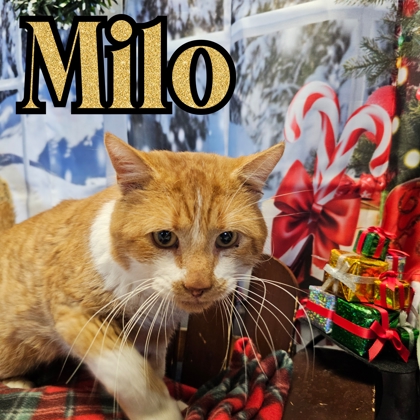 Photo of Milo