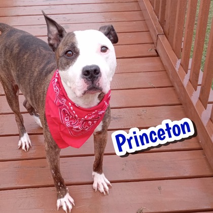 Photo of Princeton