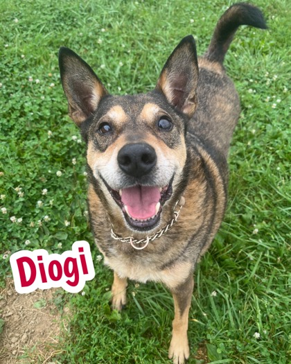 Photo of Diogi