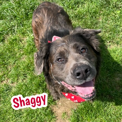 Photo of Shaggy