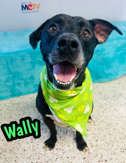 Photo of Wally