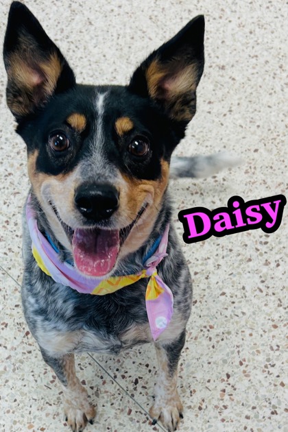 Photo of Daisy