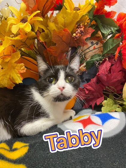 Photo of Tabby