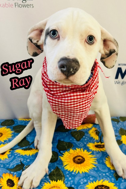 Photo of Sugar Ray