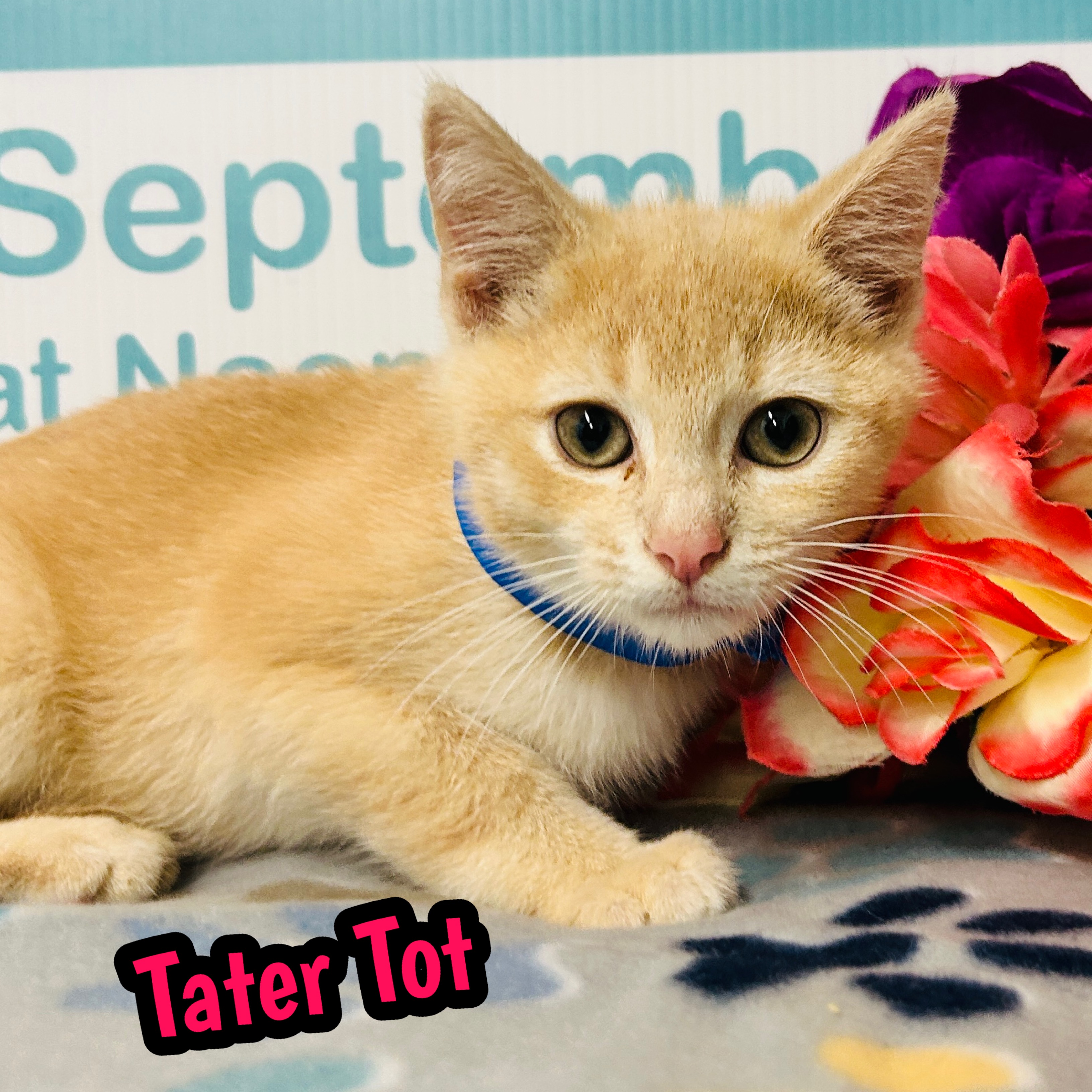 Photo of Tater Tot