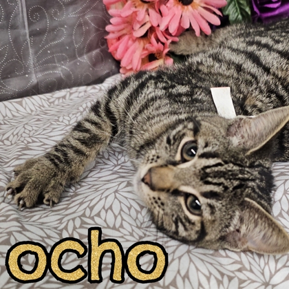 Photo of Ocho