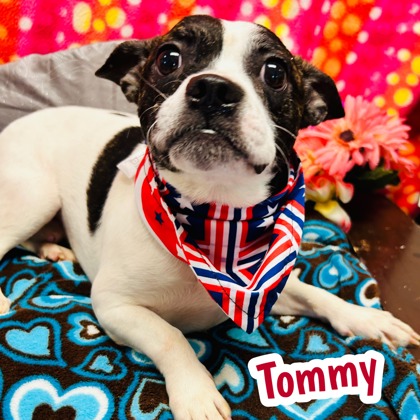 Photo of Tommy