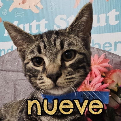 Photo of Nueve