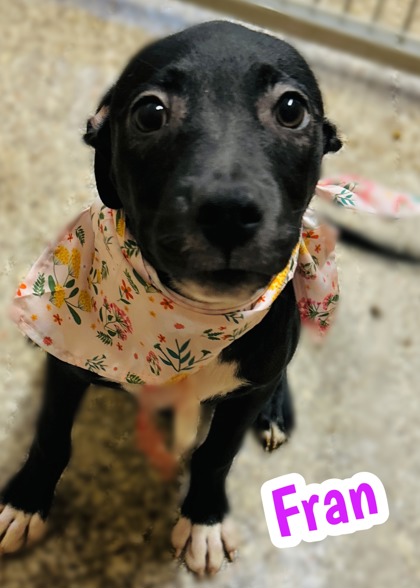 Photo of Fran