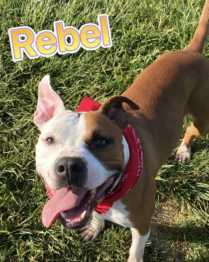 Photo of Rebel (Stitch)