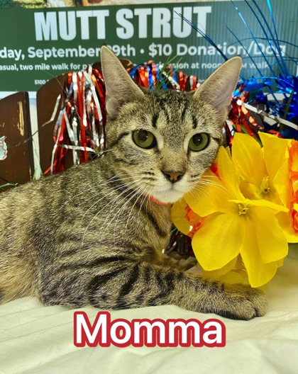 Photo of Momma Cat