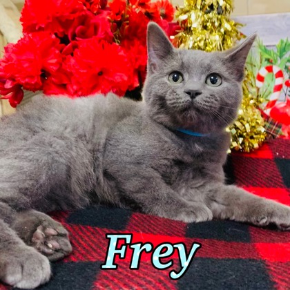 Photo of Frey