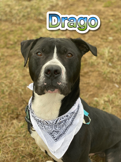 Photo of Drago