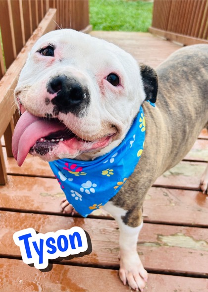 Photo of Tyson