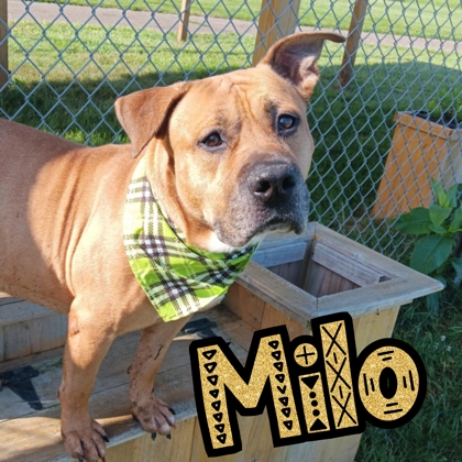 Photo of Milo