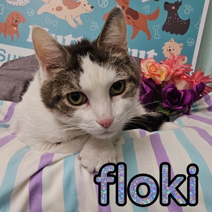 Photo of Floki