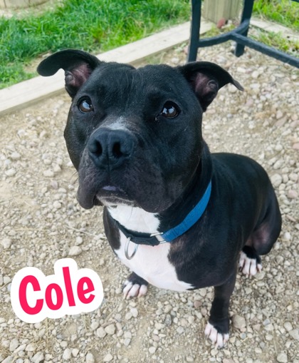 Photo of Cole