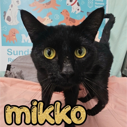 Photo of Mikko