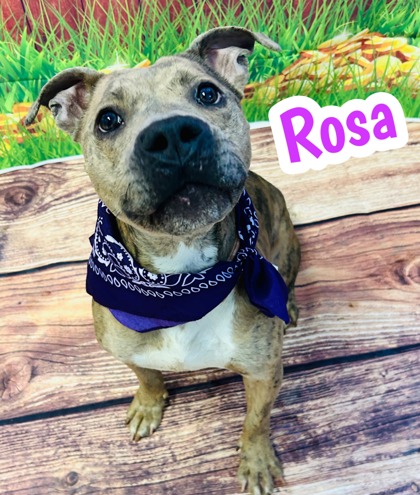 Photo of Rosa
