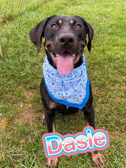 Photo of Dasie