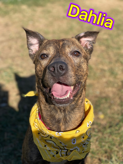 Photo of Dahlia