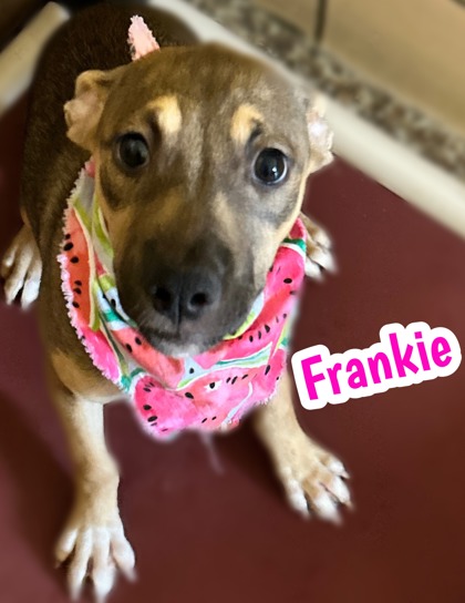 Photo of Frankie