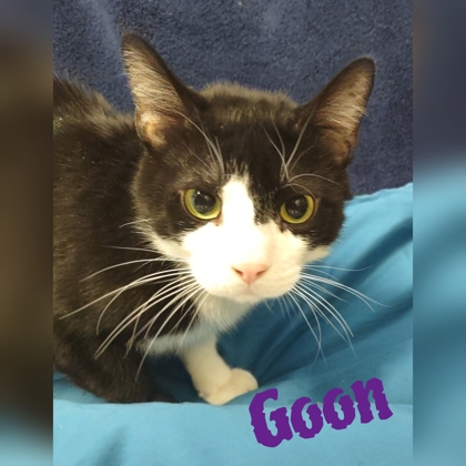Photo of Goon