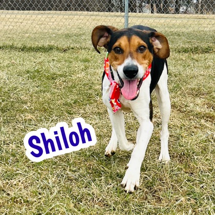 Photo of Shiloh