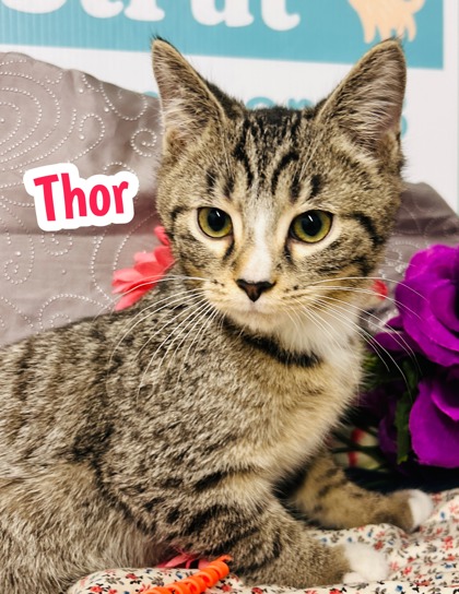 Photo of Thor