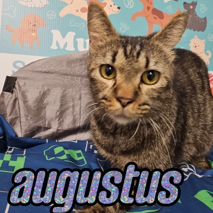 Photo of Augustus