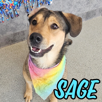 Photo of Sage