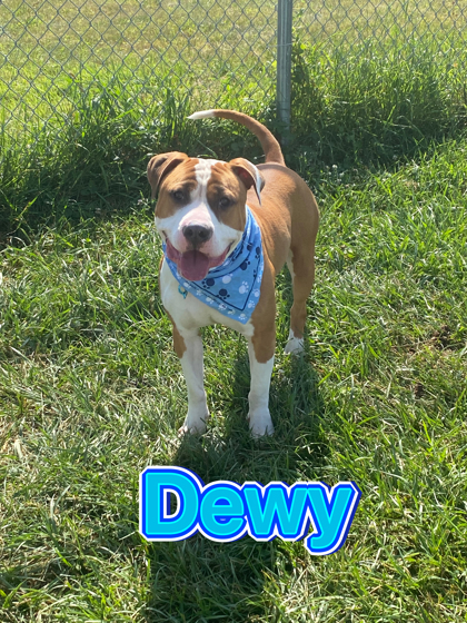 Photo of Dewy