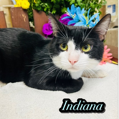 Photo of Indiana