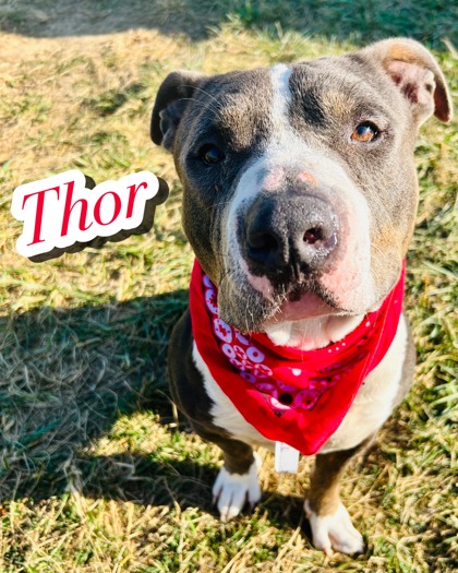 Photo of Thor