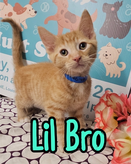 Photo of Lil Bro