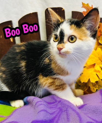 Photo of Boo Boo