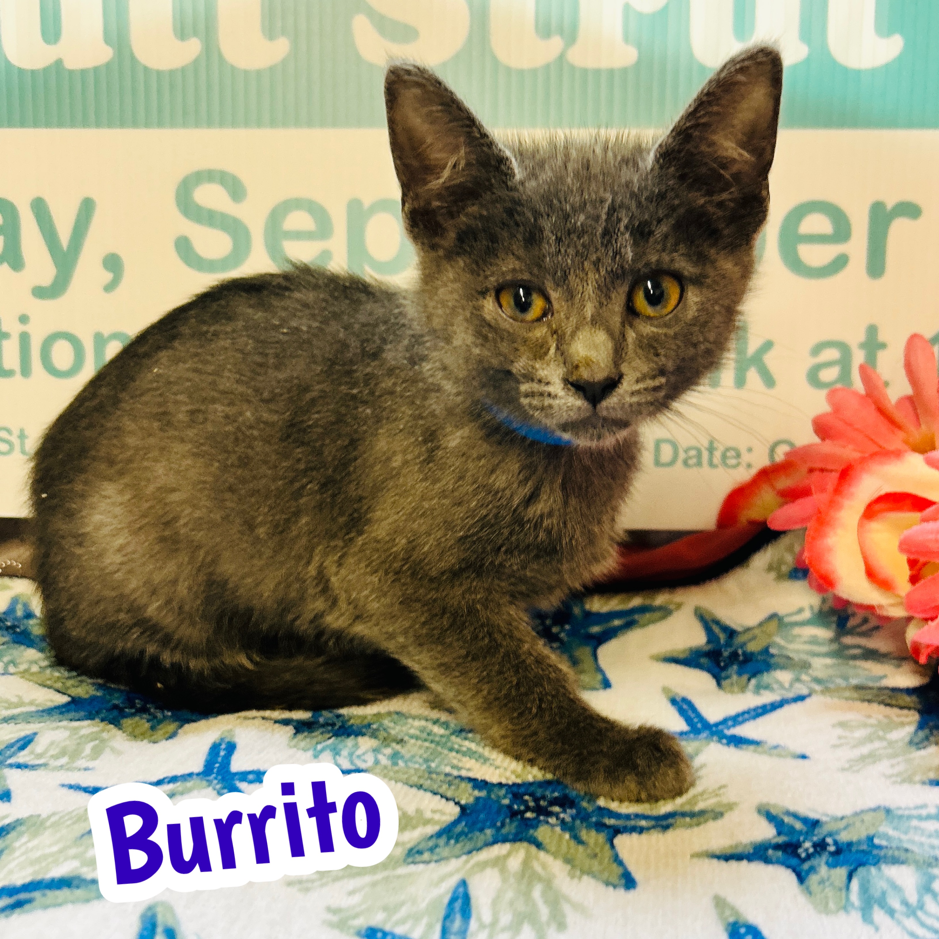 Photo of Burrito