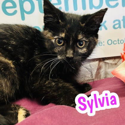 Photo of Sylvia