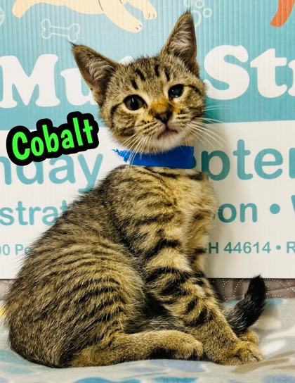 Photo of Cobalt