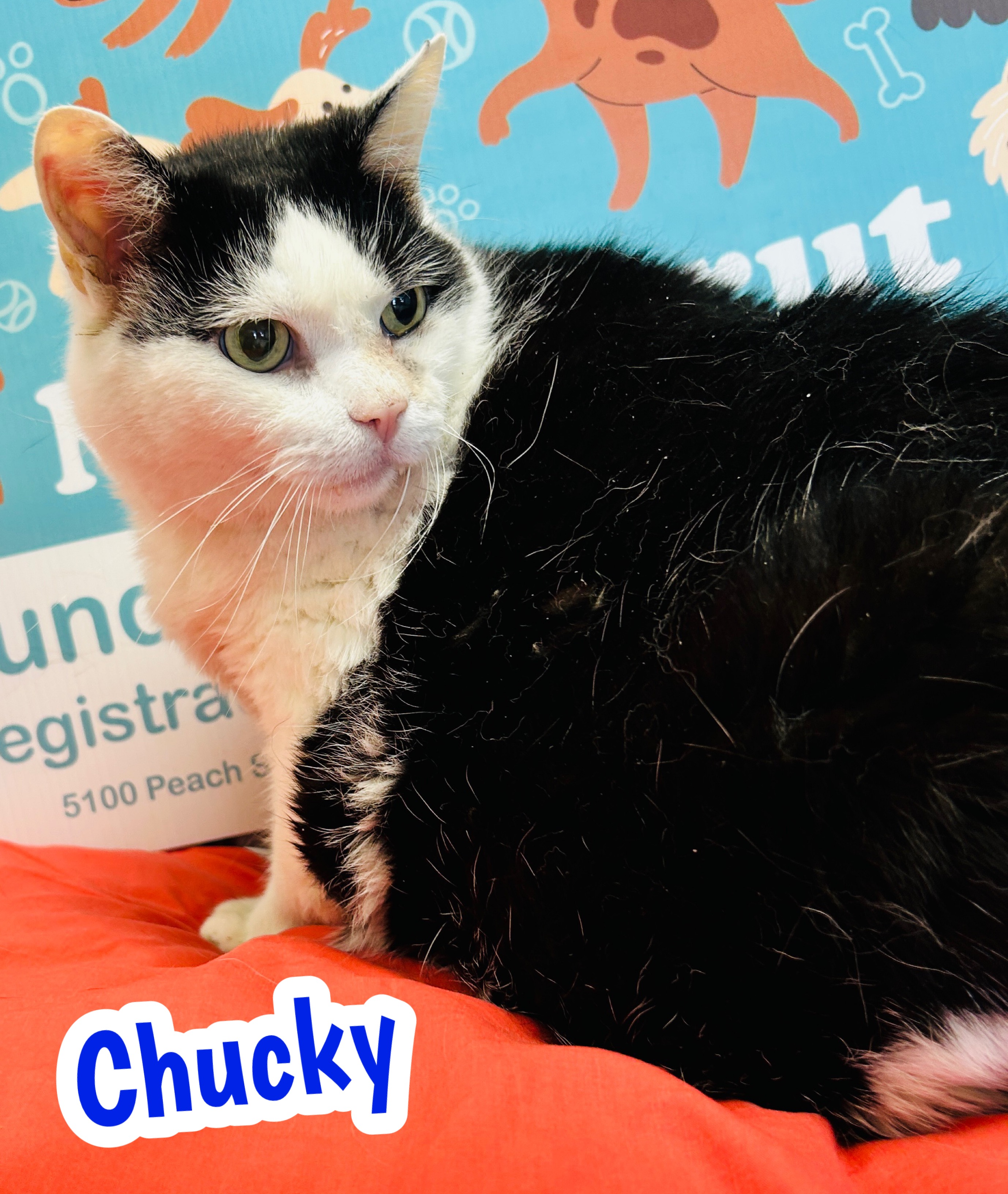 Photo of Chucky