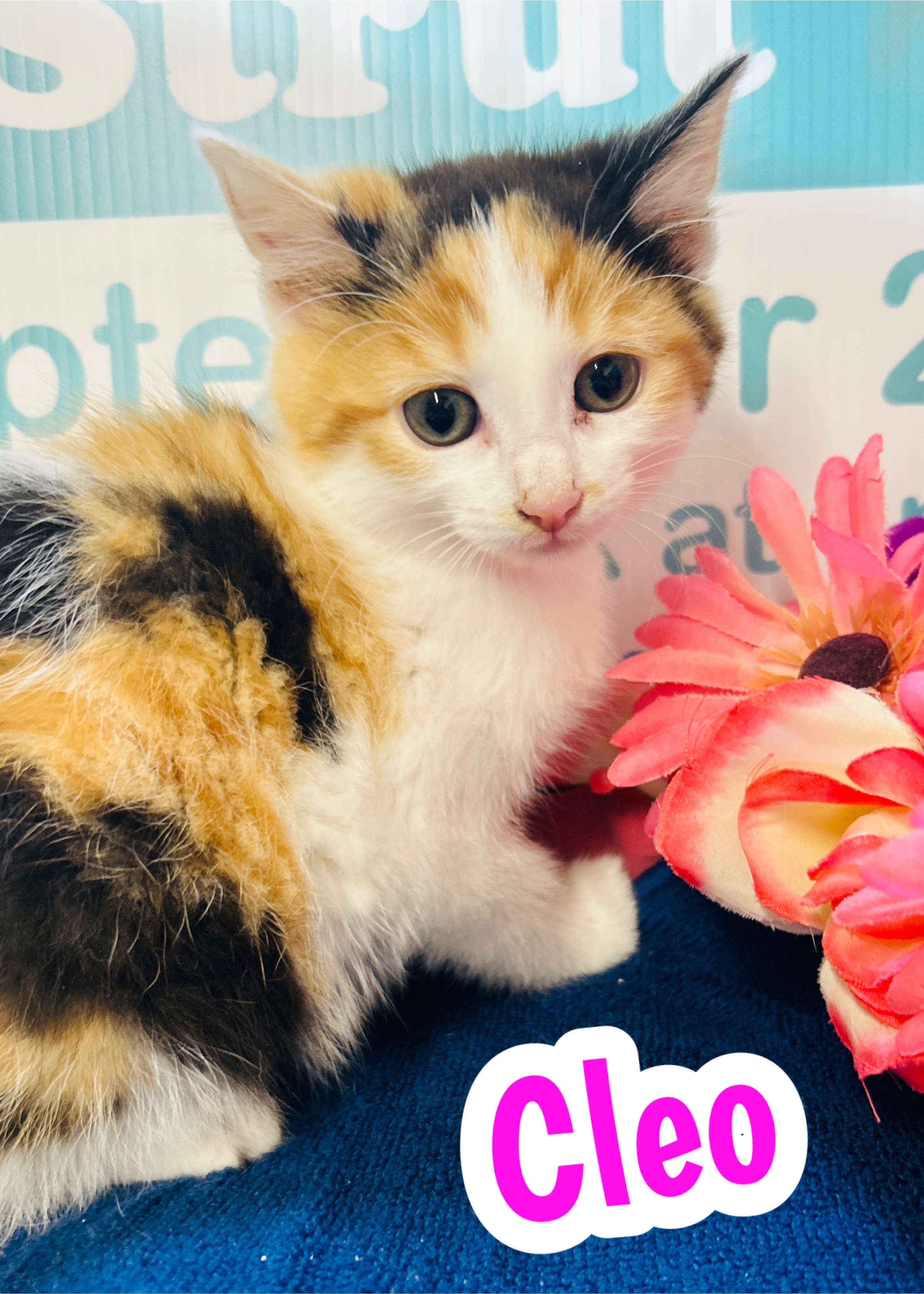 Photo of Cleo