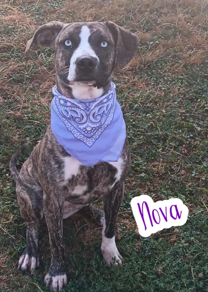 Photo of Nova