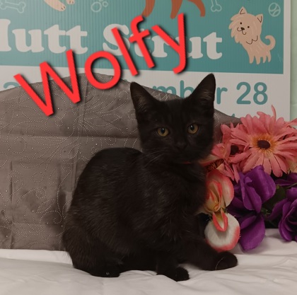 Photo of Wolfy
