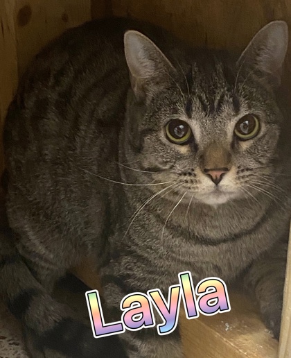 Photo of Layla