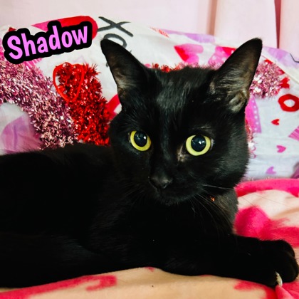 Photo of Shadow