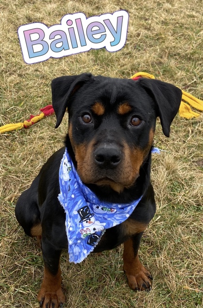 Photo of Bailey