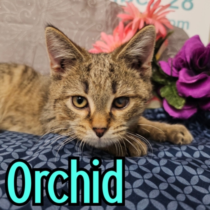 Photo of Orchid