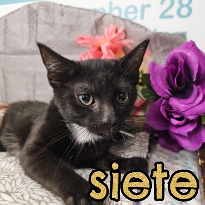 Photo of Siete